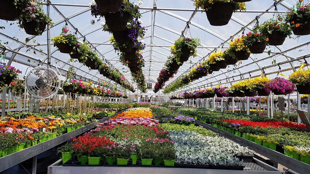 Springbank Greenhouses | 1625 N Sheridan Way, Mississauga, ON L5H 3N5, Canada | Phone: (905) 278-5964