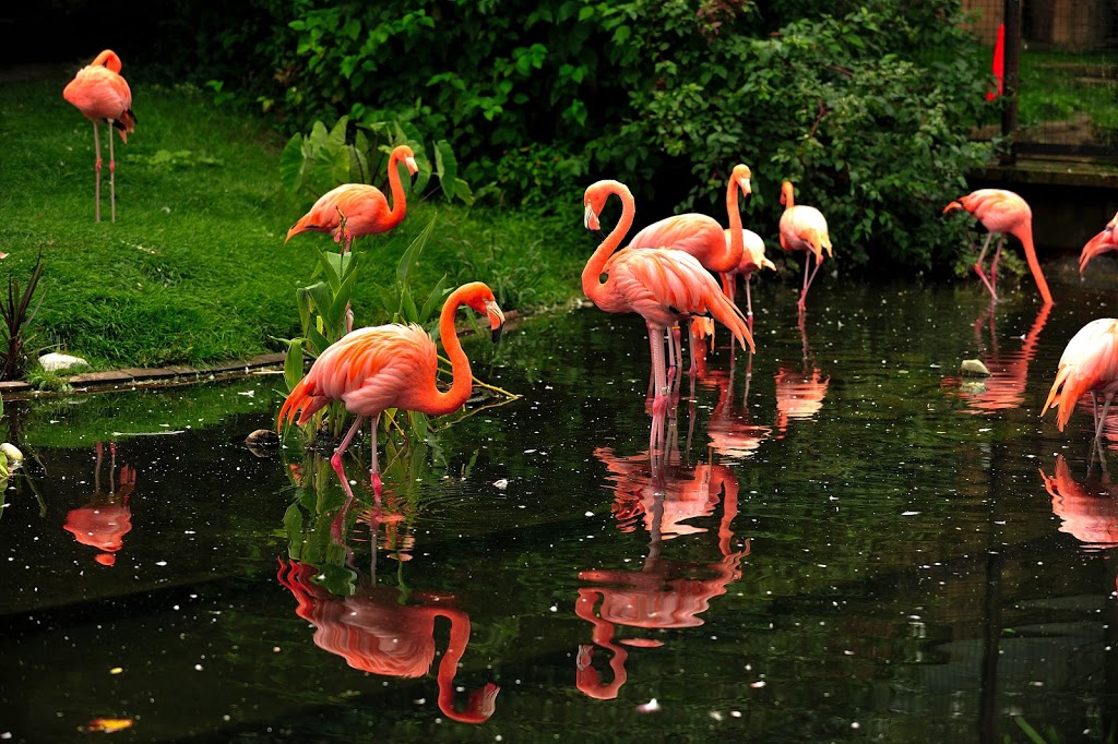 Flamingo Exhibit | 2000 Meadowvale Rd, Scarborough, ON M1B 5K7, Canada | Phone: (416) 392-5929