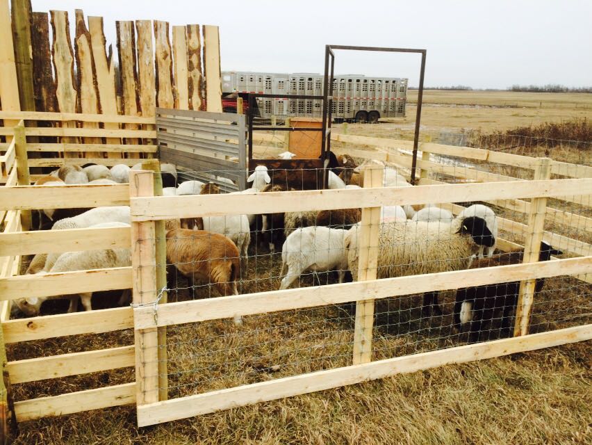 The Sheep Ranch Life | 46316 Range rd 184 Box 9, Ohaton, AB T0B 3P0, Canada | Phone: (780) 678-4661