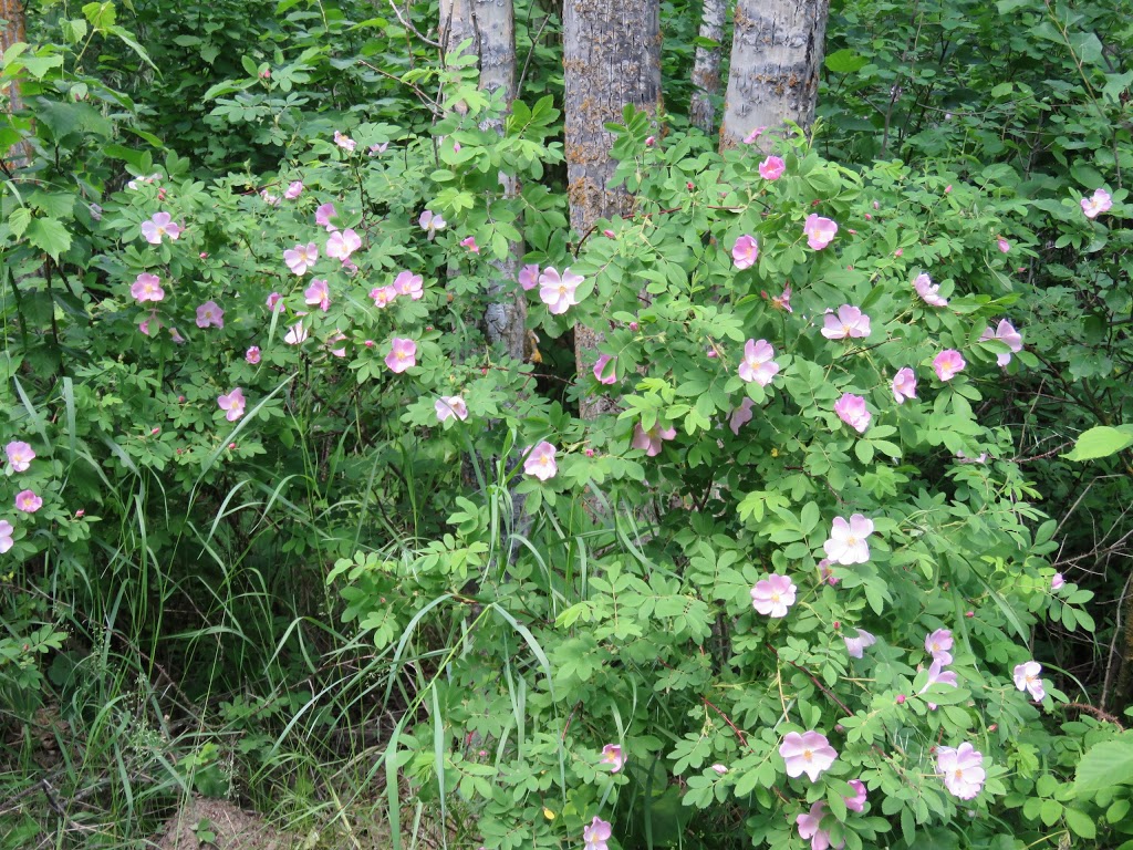 Beaver Pond Trailhead # 7 | Improvement District No. 13, AB T8L 4B6, Canada | Phone: (780) 922-5790