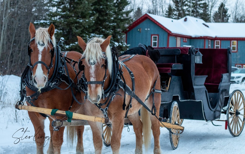 Pigeon Lake Horse Drawn Rides | Range Rd 20, Wetaskiwin County No. 10, AB T0C 2C0, Canada | Phone: (780) 312-0097