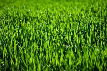 Grassboys Lawn Maintenance | 20839 Yeomans Crescent, Langley City, BC V1M 2P8, Canada | Phone: (604) 802-2697