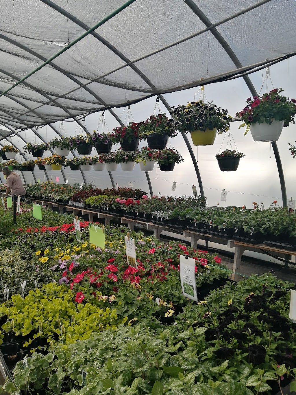 Howes Greenhouse | 38577 RG RD #153, Halkirk, AB T0C 1M0, Canada | Phone: (403) 741-6188