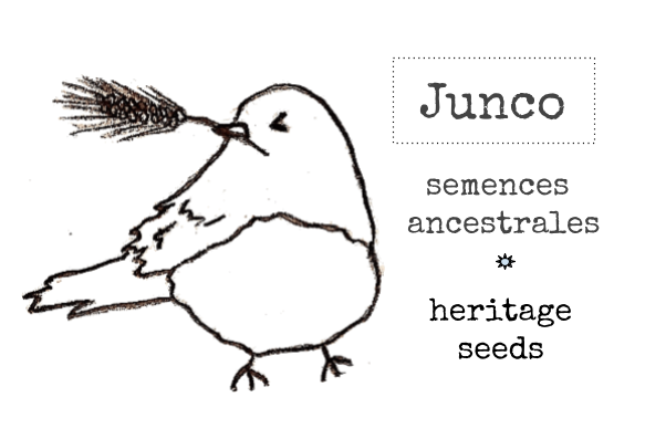 Semences Junco Seeds | 84 Chem. Lionel-Beausoleil, Lac-des-Loups, QC J0X 3K0, Canada | Phone: (819) 456-2000