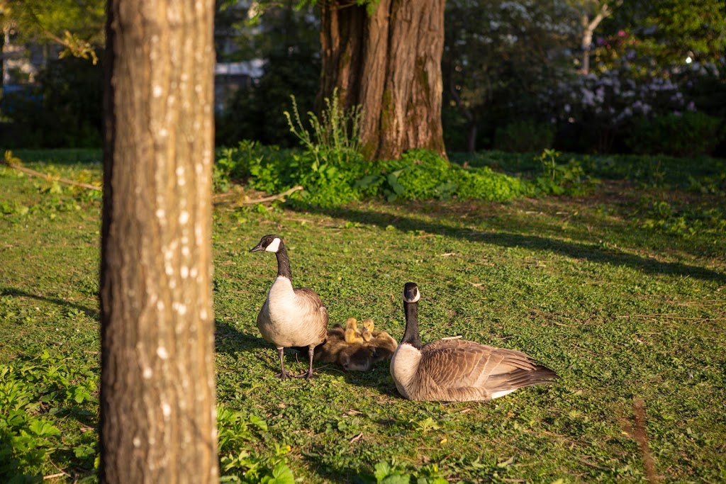 Lost Lagoon, Stanley Park | Lost Lagoon Path, Vancouver, BC V6G, Canada | Phone: (604) 873-7000