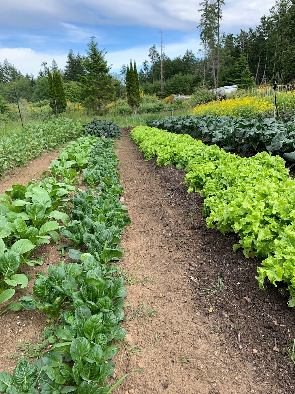 Sora Farm | 2411 South Rd, Gabriola, BC V0R 1X7, Canada | Phone: (647) 918-0681