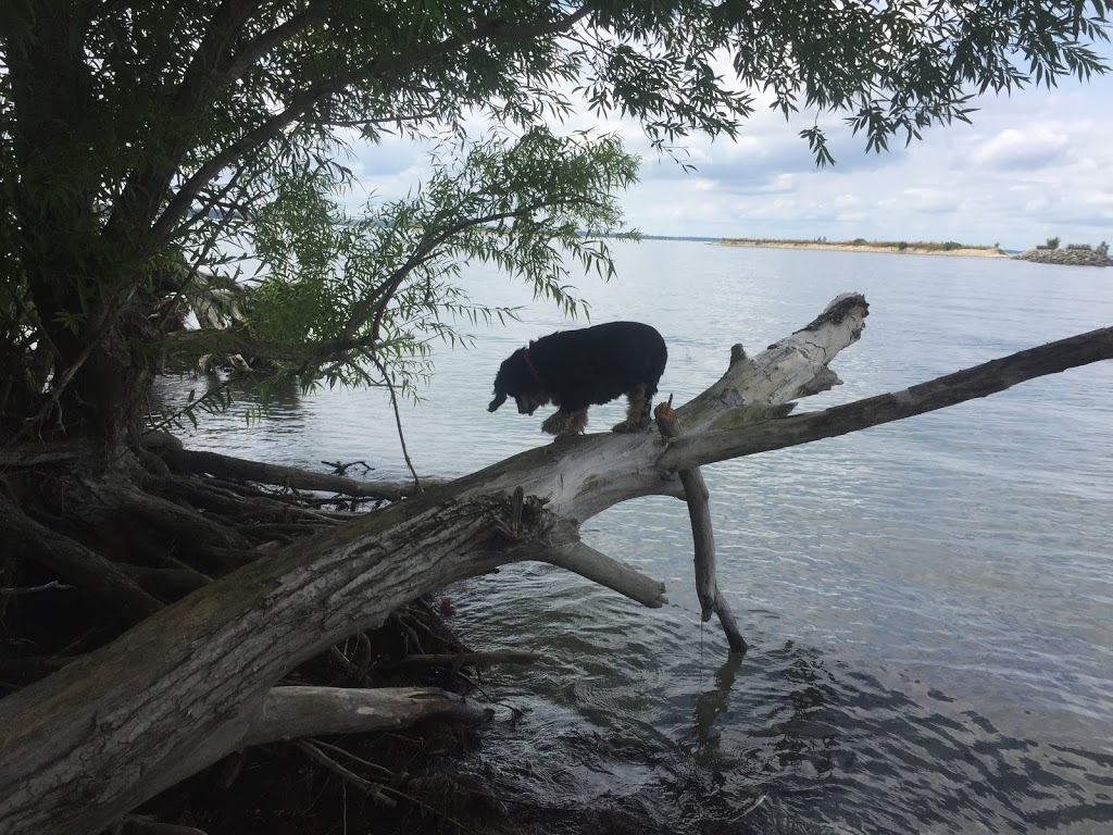 Îles de la Paix National Wildlife Area | Maple Grove, Léry, QC, Canada