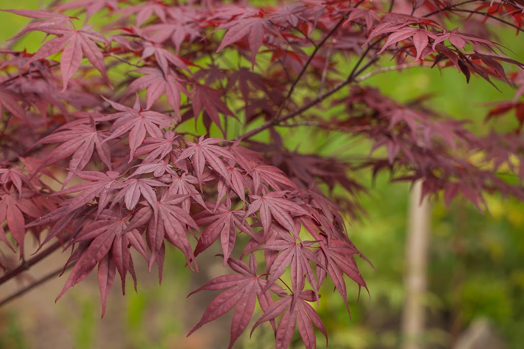 Manon Tremblay Garden Design Inc. | Meredith Crescent, Victoria, BC V8Z 1Z3, Canada | Phone: (778) 977-3388