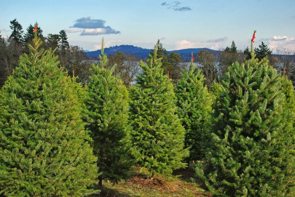 Wintergreen Christmas Tree Farm | 625 Kilmalu Rd, Mill Bay, BC V0R 2P2, Canada | Phone: (250) 743-2514