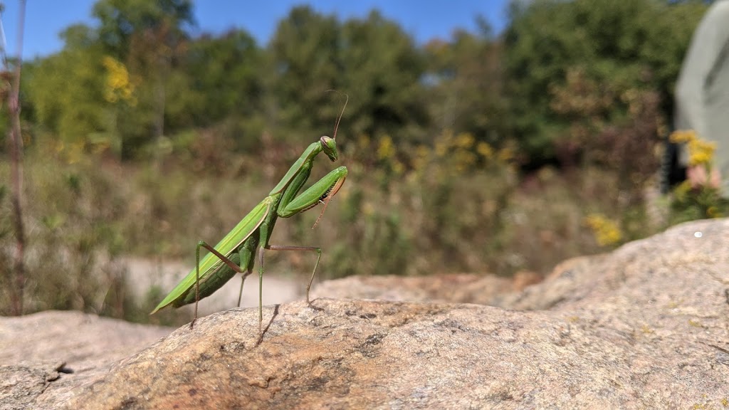 rare ECO Centre | 768 Blair Rd, Cambridge, ON N3H 4R8, Canada | Phone: (519) 650-9336