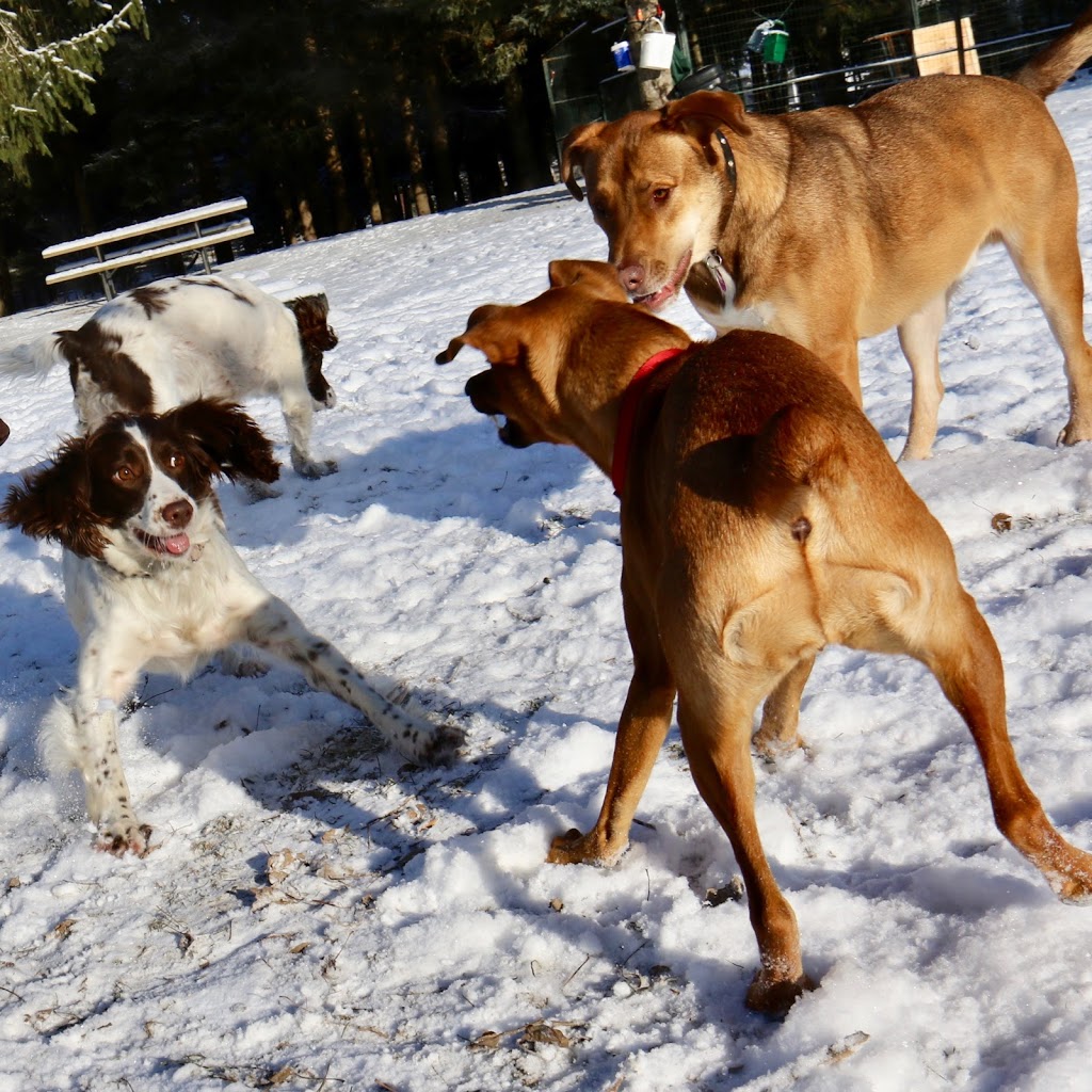 In the Lead Dog Walking | 7 Hassard Ave, East York, ON M4K 3N3, Canada | Phone: (416) 543-0017