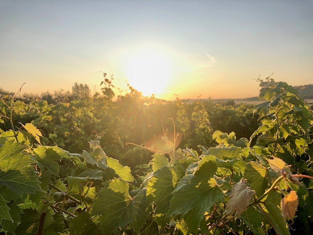 Clos Sainte-Thècle | SUR RENDEZ-VOUS SEULEMENT, 171 Rue du Vignoble, Sainte-Thècle, QC G0X 3G0, Canada | Phone: (581) 781-8468