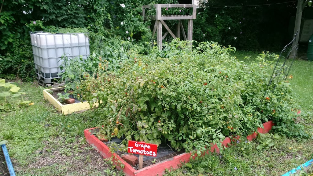 Futures Community Garden | 155 Orange St, Buffalo, NY 14204, USA | Phone: (716) 783-9653