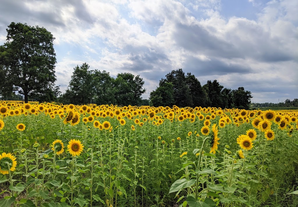 Sunrise Sunflower Farm | 1846 ON-6, Hamilton, ON L8N 2Z7, Canada | Phone: (215) 723-9512