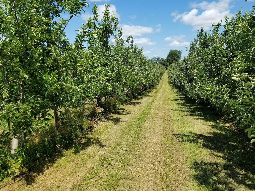 Apple Hill Lavender | 1795 Windham Road 11, Windham Centre, ON N0E 2A0, Canada | Phone: (519) 410-2267