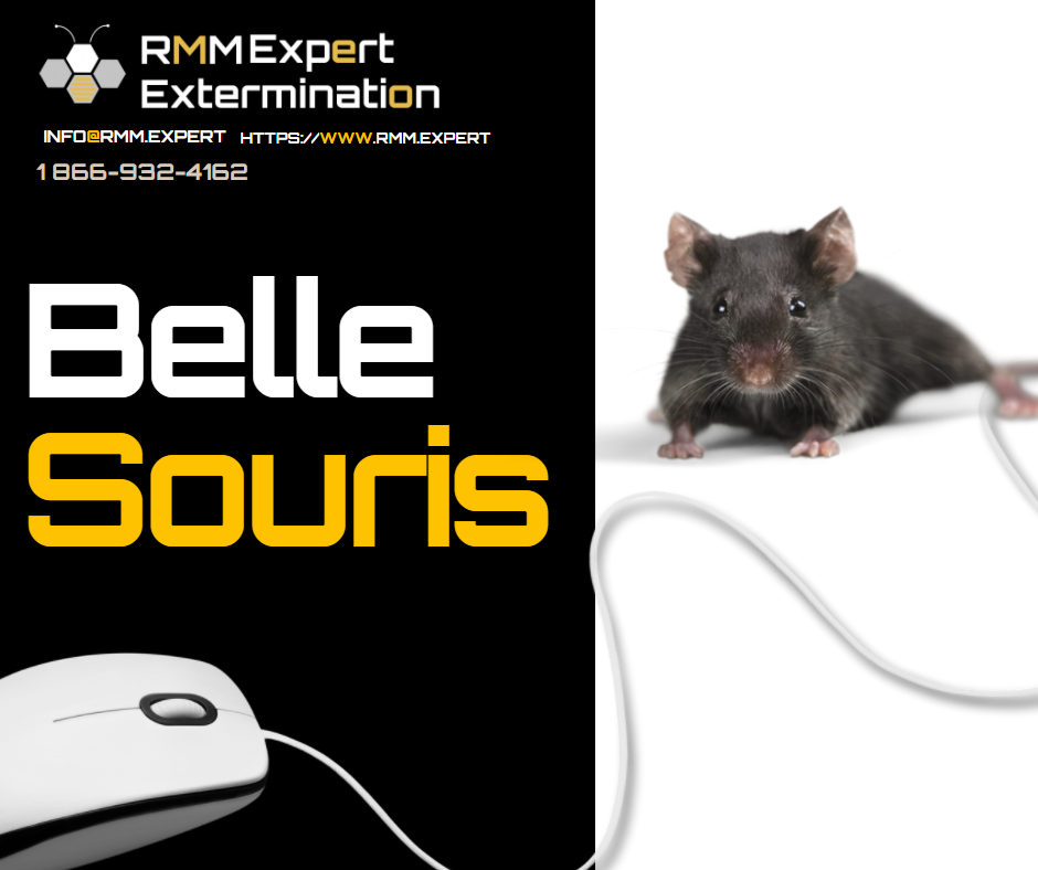 RMM Expert Extermination | 16 Rue du Boisé Normand, Sainte-Anne-des-Plaines, QC J0N 1H0, Canada | Phone: (866) 932-4162