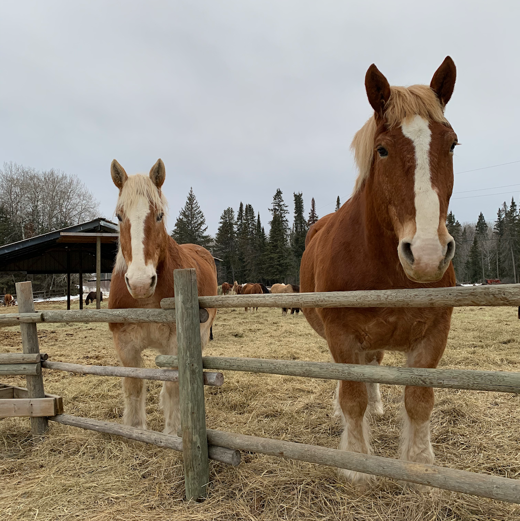 Falcon Beach Ranch | Lot 83, Barren Lake Road, Falcon Lake, MB R0E 0N0, Canada | Phone: (204) 349-2410