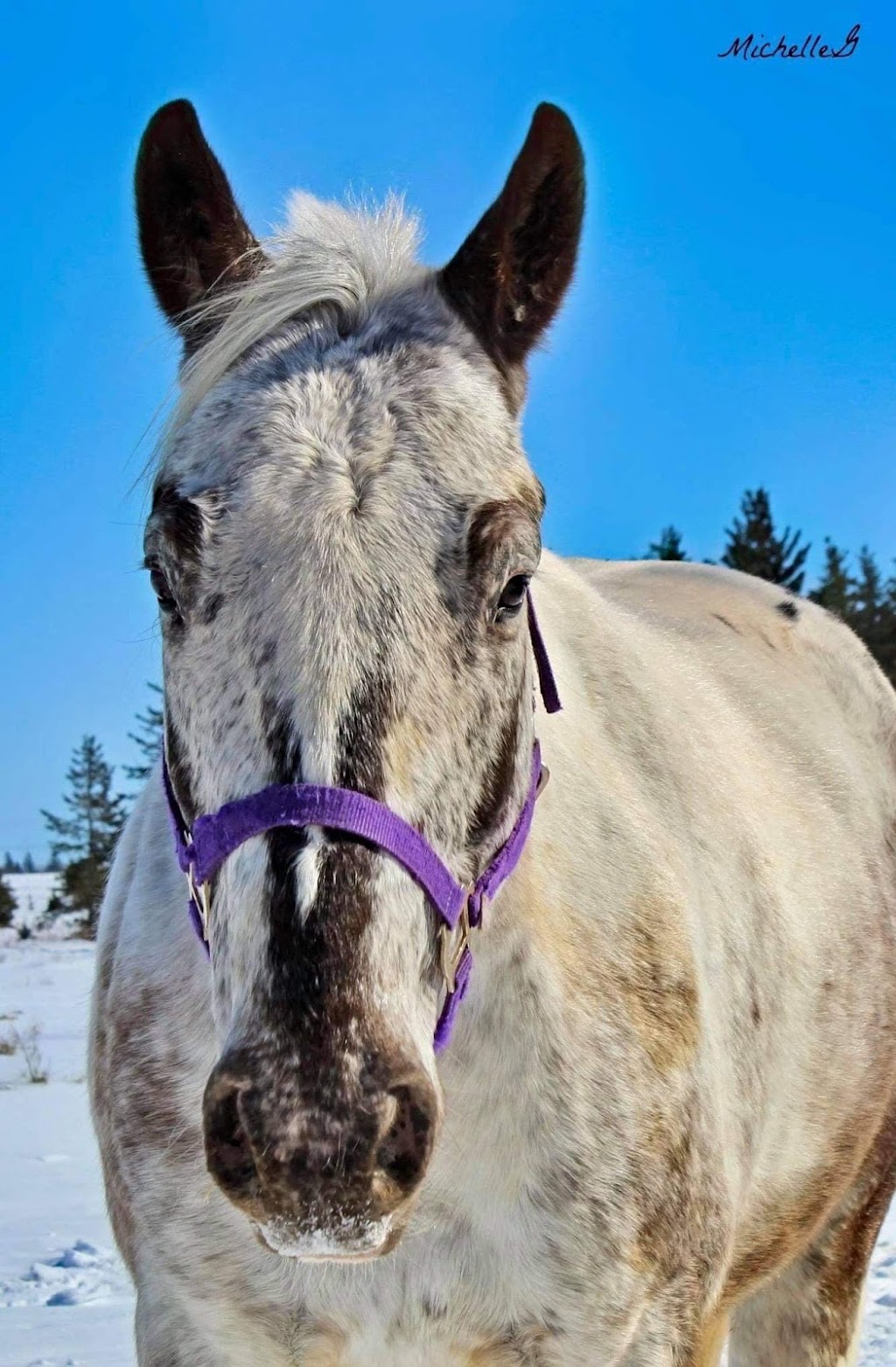 Blue Sky Stables | 370 Diversion Rd, Ellerslie, PE C0B 1J0, Canada | Phone: (902) 303-6908