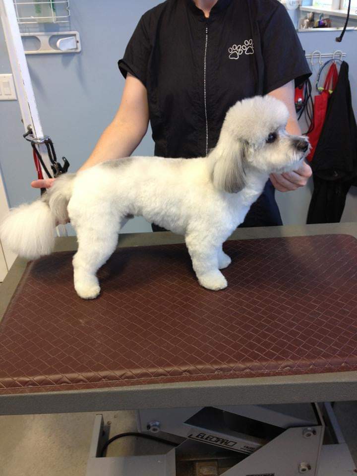 Hannahs Dog Grooming | 13412 103 St NW, Edmonton, AB T5E 4M6, Canada | Phone: (780) 237-5461