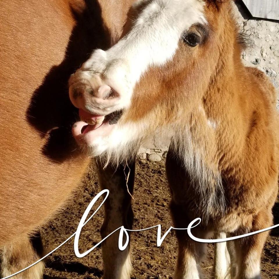 Sky Ridge Clydesdales | 386191 Side Rd 20, Mono, ON L9W 6V3, Canada | Phone: (519) 938-8958