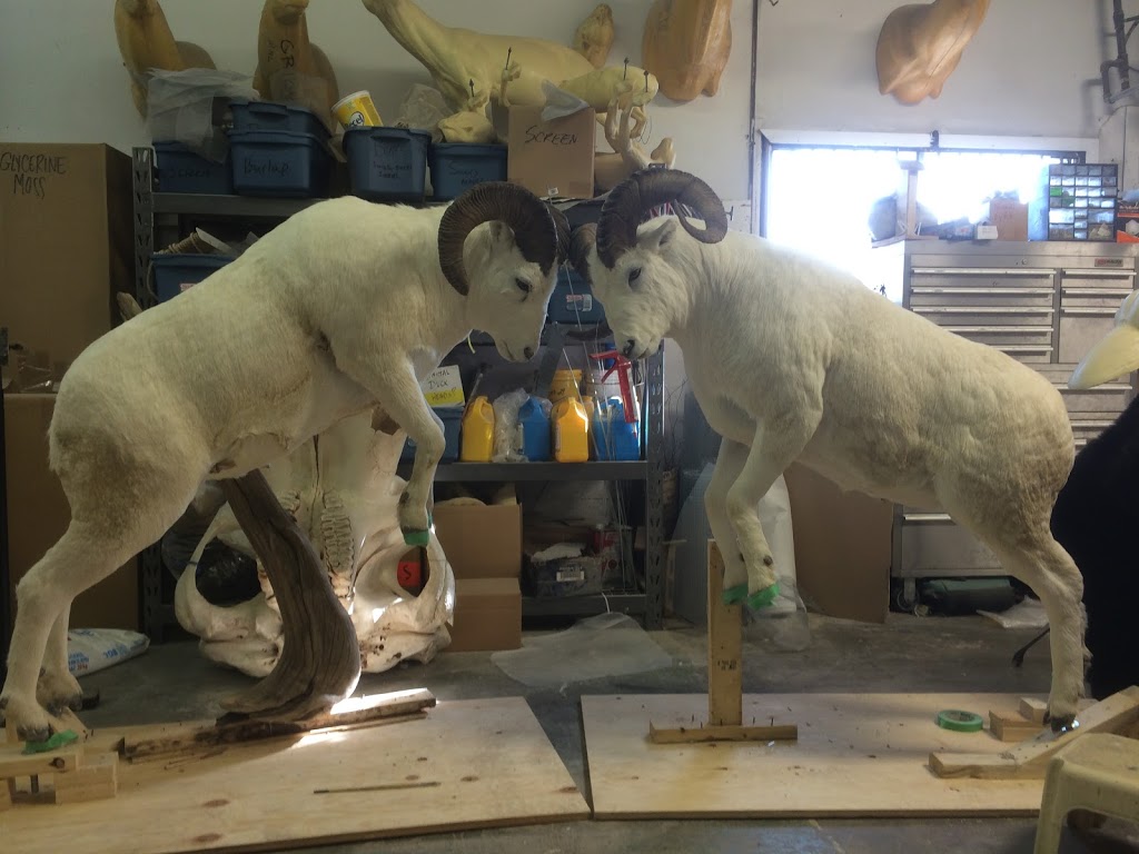 Orion Taxidermy | 1175 Athabasca St E, Moose Jaw, SK S6H 0N4, Canada | Phone: (306) 692-4653