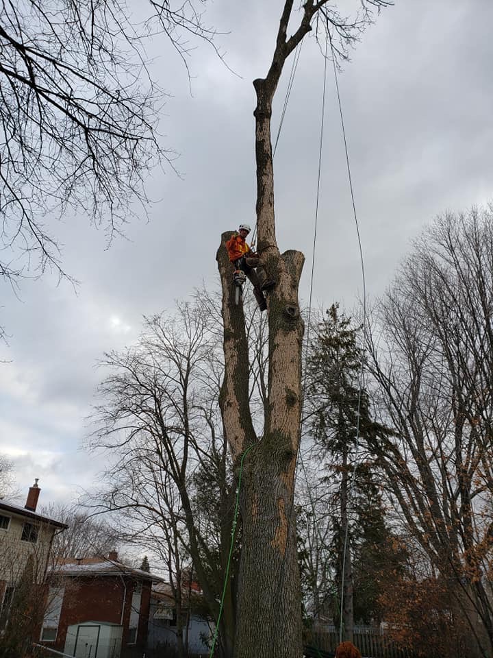 Govier Expert Tree Service | 43 Doxsee Ave S, Campbellford, ON K0L 1L0, Canada | Phone: (705) 559-0276