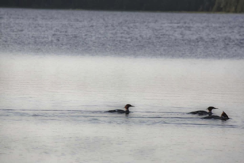 Mountain Trout Camp | 60 Dalys Rd, Miller Lake, ON N0H 1Z0, Canada | Phone: (519) 795-7655