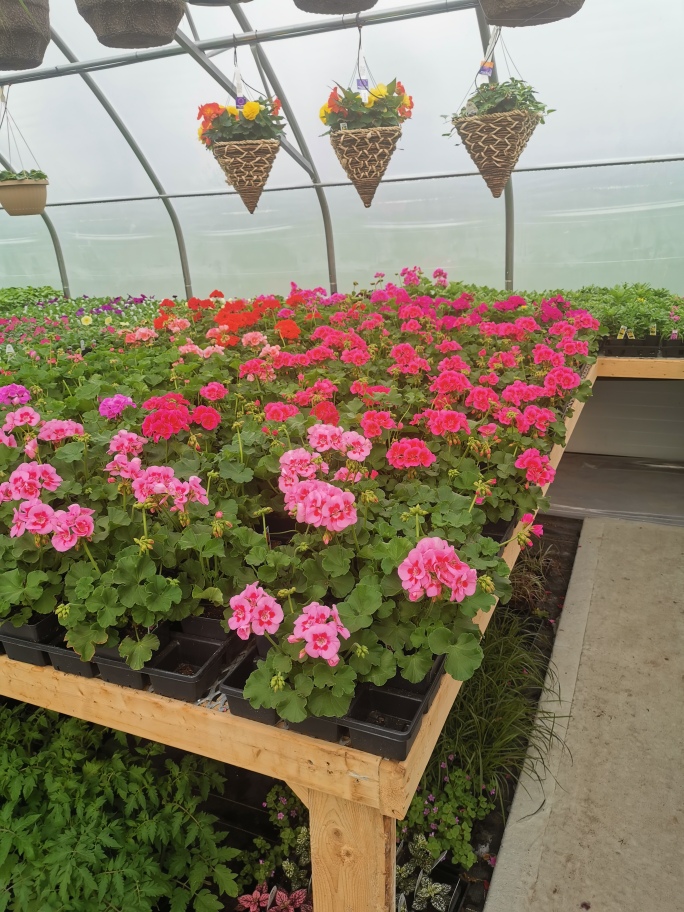 Vista Greenhouse | 4693 Powell Rd, Wallenstein, ON N0B 2S0, Canada | Phone: (519) 698-0550