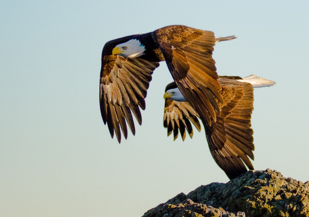 Spirit of Orca Whale Watching & Wildlife Tours | Spring Street Landing, Friday Harbor, WA 98250, USA | Phone: (360) 378-0302