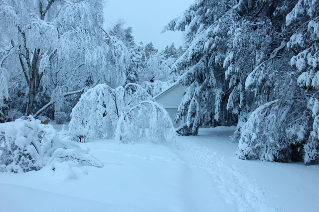 Wendigo Tree Service | 3428 Gratton Rd B, Victoria, BC V9C 1Z1, Canada | Phone: (250) 893-9952