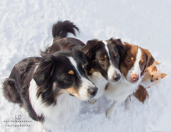 École Canine Professionnelle Tout-Tout | 545 Rang 11, Bonsecours, QC J0E 1H0, Canada | Phone: (514) 378-7776