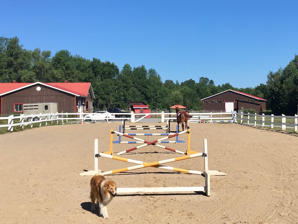 Silver Tree Stables | 121 Forest Park Rd, Pembroke, ON K8A 6W2, Canada | Phone: (613) 638-3155