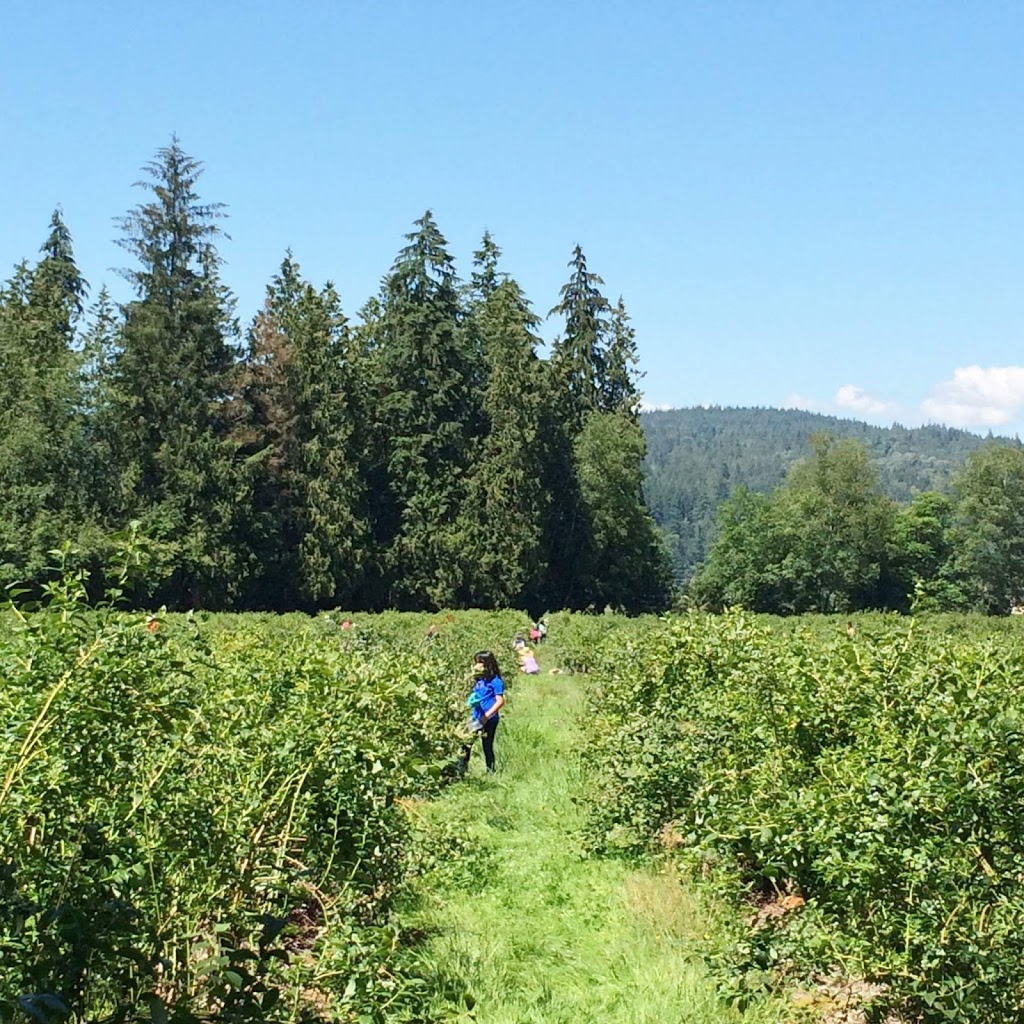 Wellers Blueberry Farm | 26097 84 Ave, Langley City, BC V1M 3N4, Canada | Phone: (604) 856-6817