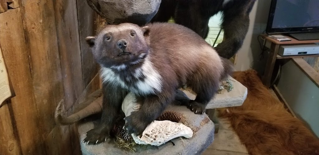 Alpine Taxidermy & Wildlife Museum | 460 Starchuk Rd, Grand Forks, BC V0H 1H9, Canada | Phone: (250) 442-6415