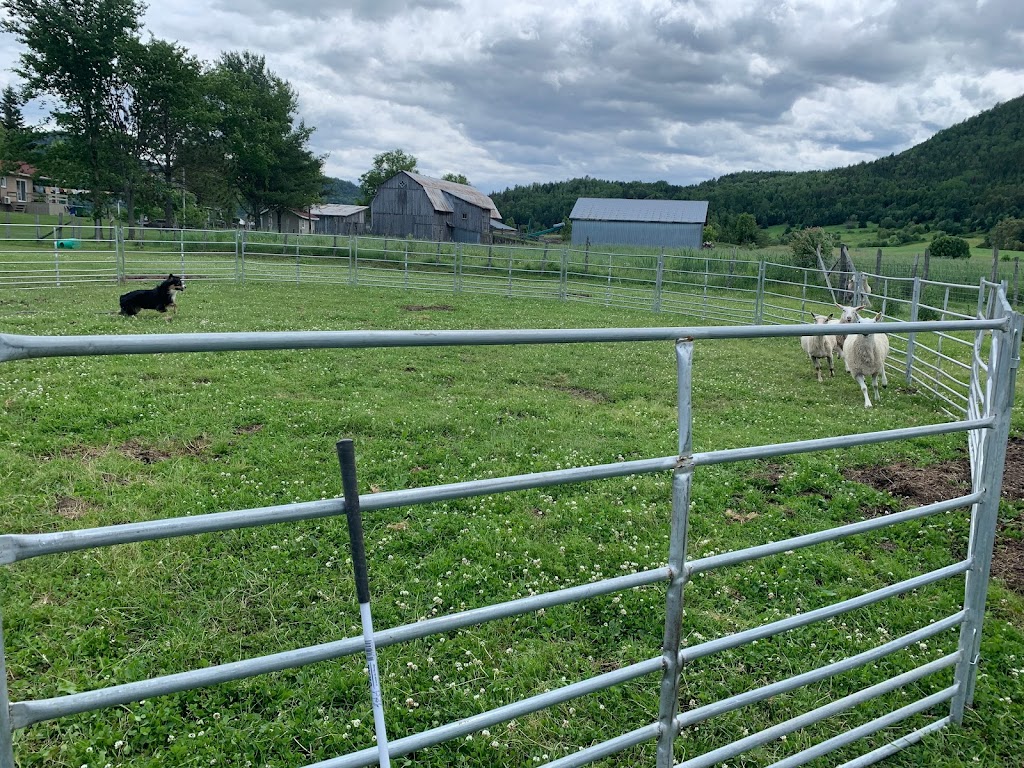 Centre Canin Du Loup Blanc | 1471 Boulevard Mgr de Laval, Baie-Saint-Paul, QC G3Z 2X6, Canada | Phone: (418) 435-3379