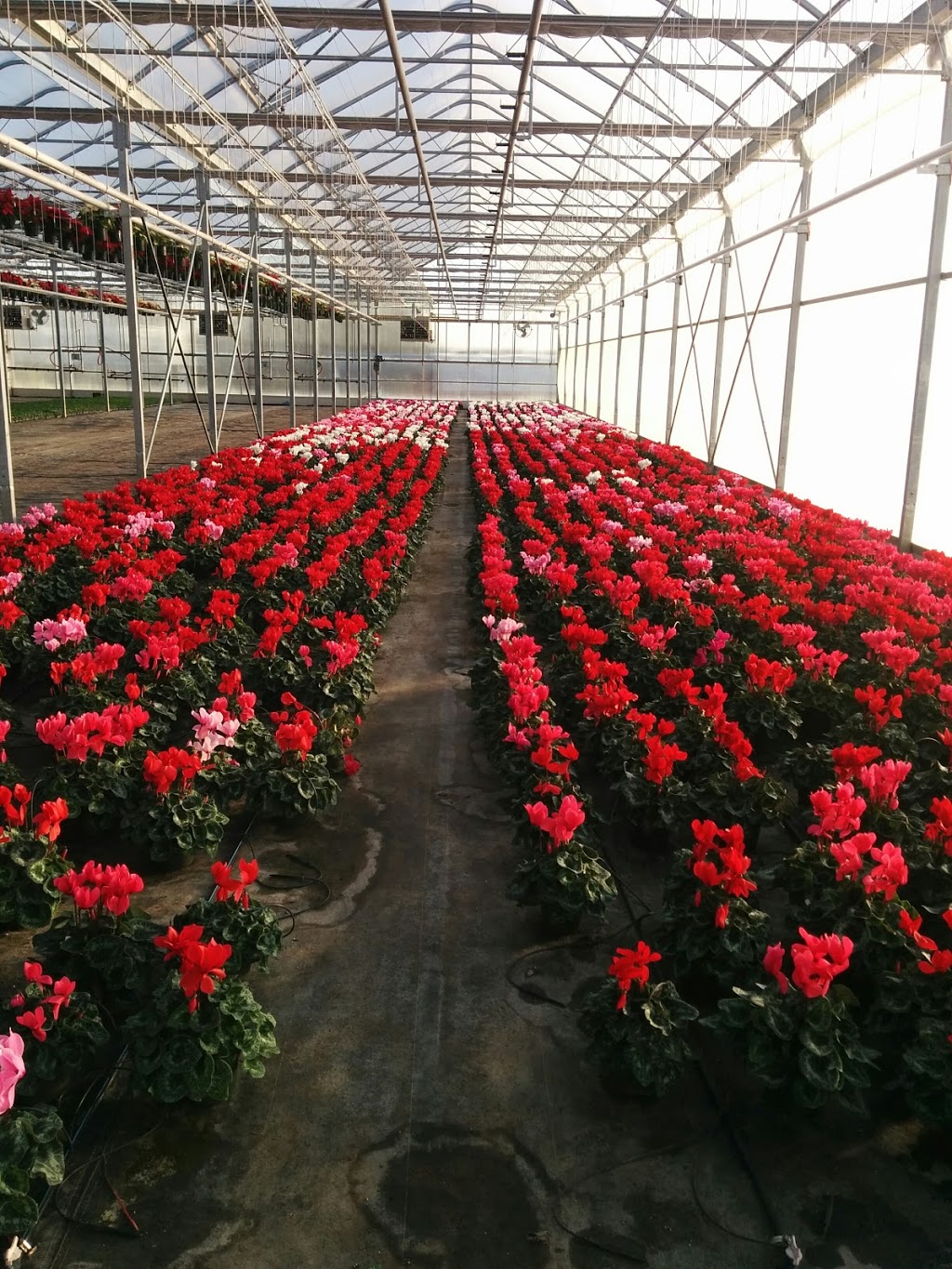 Debono Greenhouses & Garden Centre | 771 Concession 11 Townsend, Waterford, ON N0E 1Y0, Canada | Phone: (519) 443-7300