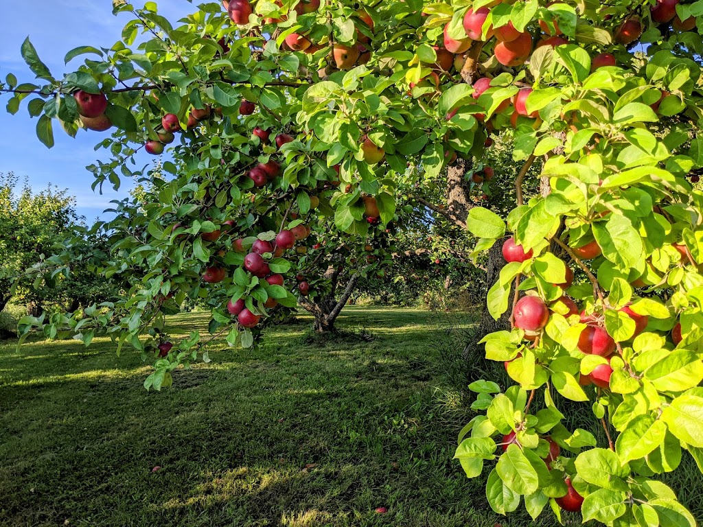 Verger Heath Orchard | 4950 Chem. Heath, Stanstead, QC J0B 3E0, Canada | Phone: (819) 876-2817