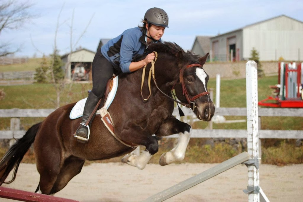 Bakers Harness & Saddlery | 11181 Woodbine Ave, Markham, ON L6C 1J4, Canada | Phone: (905) 887-9441