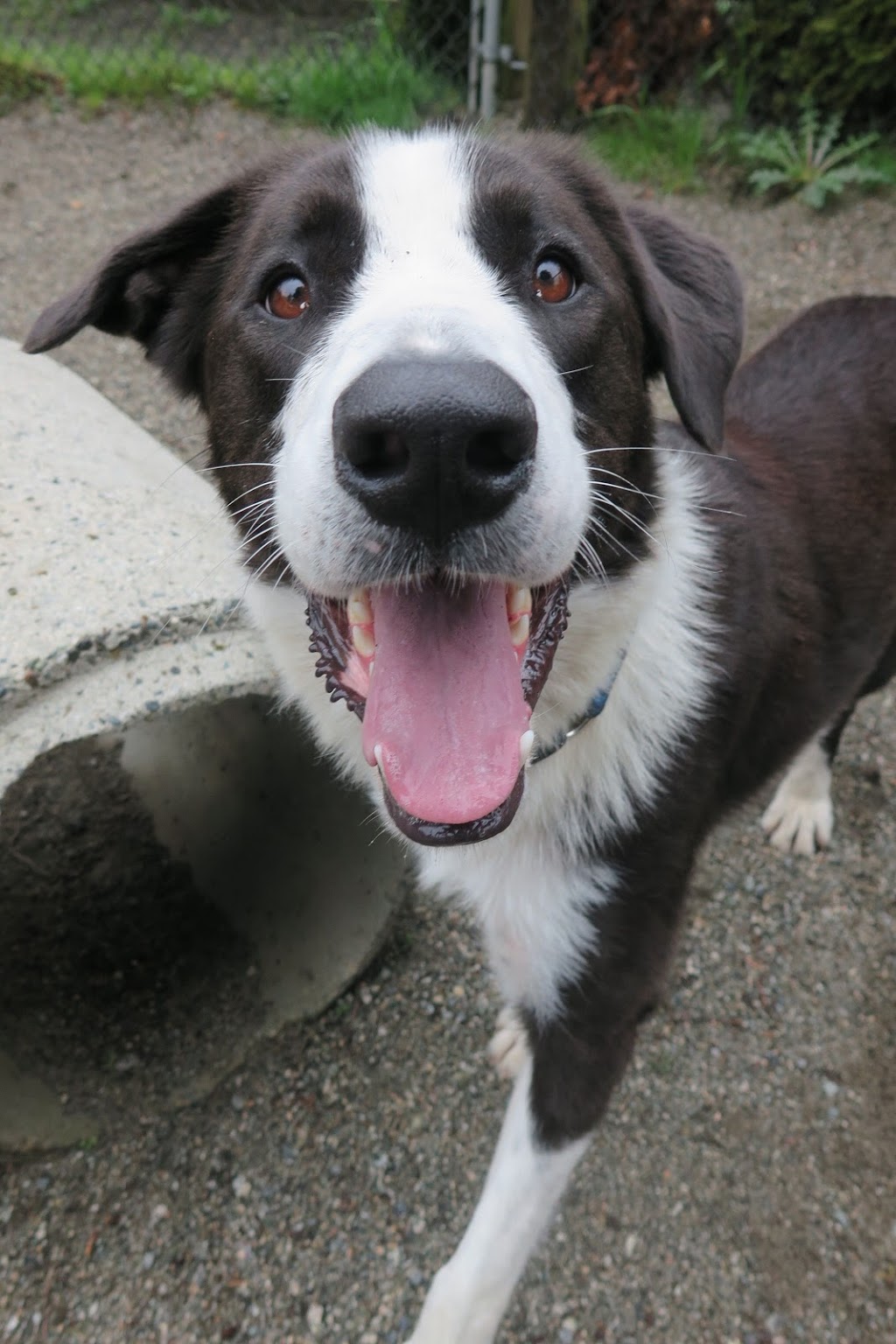 BC SPCA West Vancouver Community Animal Centre | 1020 Marine Dr, West Vancouver, BC V7T 1B1, Canada | Phone: (604) 922-4622