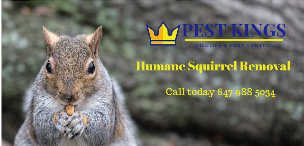 Bolton Pest Kings Wildlife Removal & Pest Control | 15 Shore St, Bolton, ON L7E 4T7, Canada | Phone: (905) 406-0547