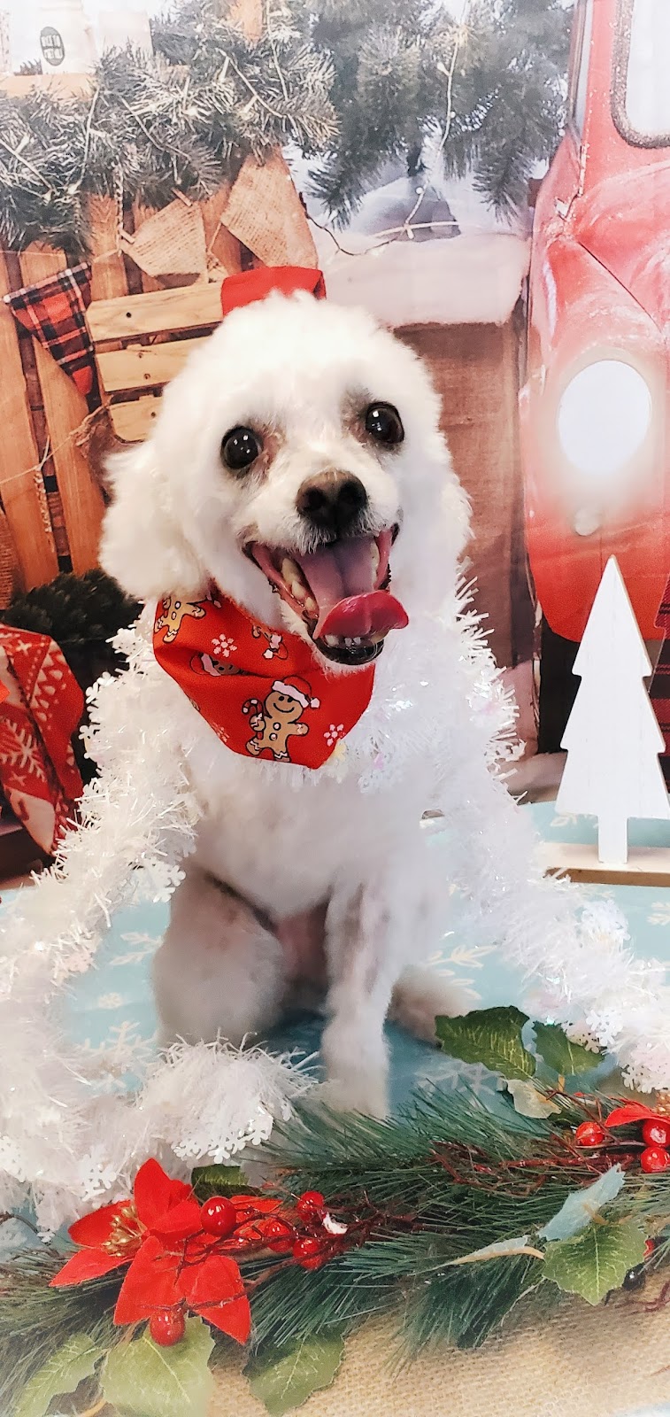 The Pawsh Dog Inc. | 2020 Appleby Ln Unit #B8, Burlington, ON L7L 6M6, Canada | Phone: (289) 272-6966
