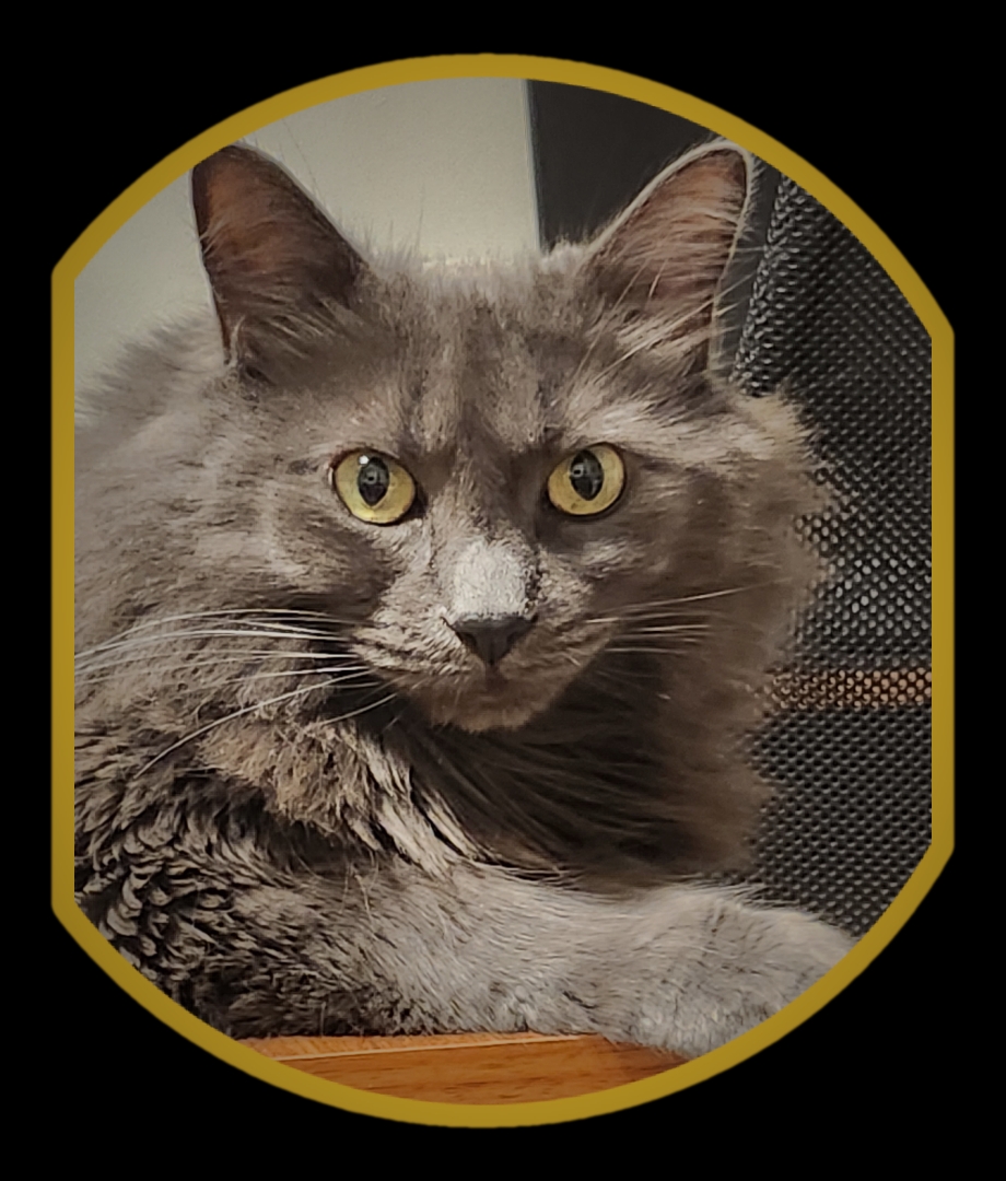 Your Purrfect Kitty Sitter, Lori | 6434 Bilberry Dr, Orléans, ON K1C 4P3, Canada | Phone: (613) 408-4731