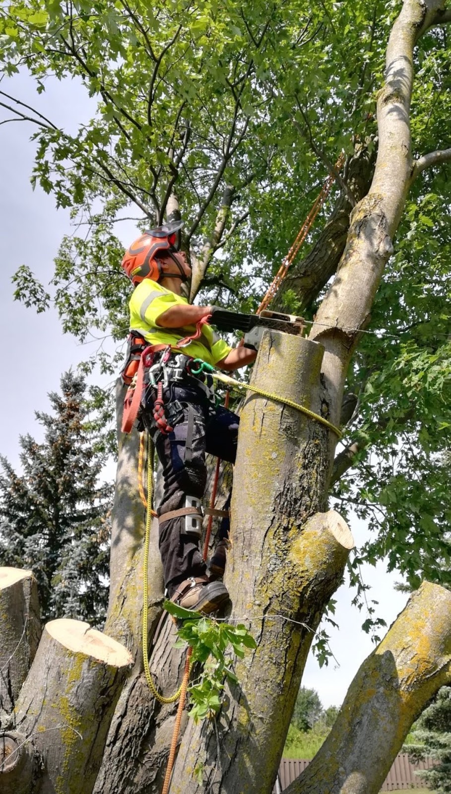 Green Canopy Tree Services | 19 Silvershadow Terrace, Brampton, ON L6R 0E6, Canada | Phone: (416) 302-2803