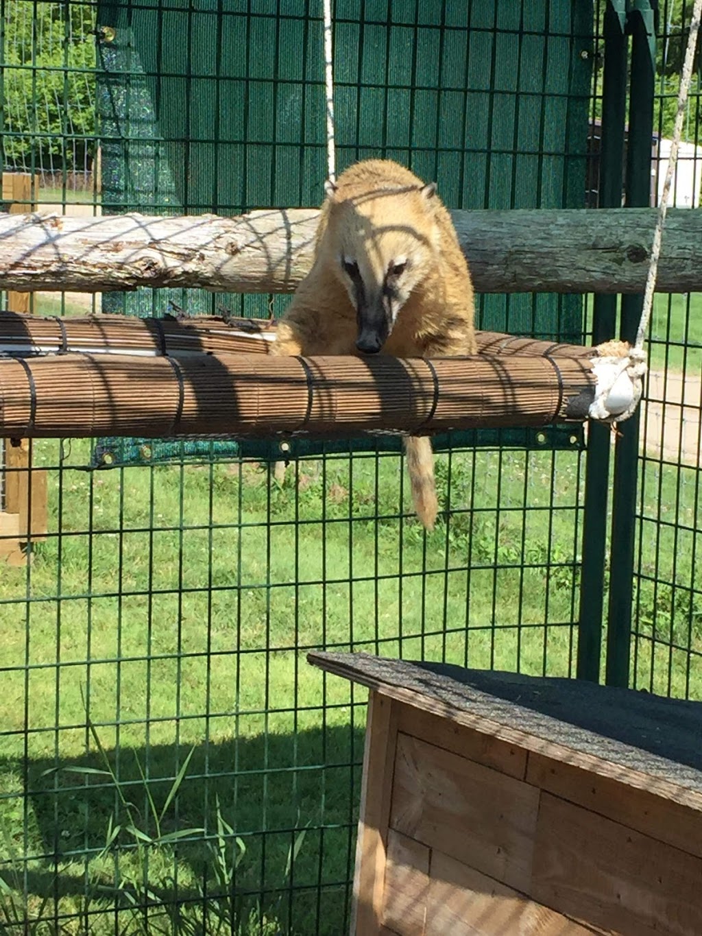 Timber Creek Petting Farm | 6572 Burns Line Rd, Lexington, MI 48450, USA | Phone: (810) 712-6446