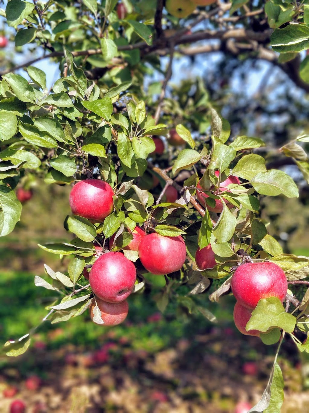 Foote Family Farm | 1972 Woodville Rd, Cambridge, NS B0P 1G0, Canada | Phone: (902) 678-4371