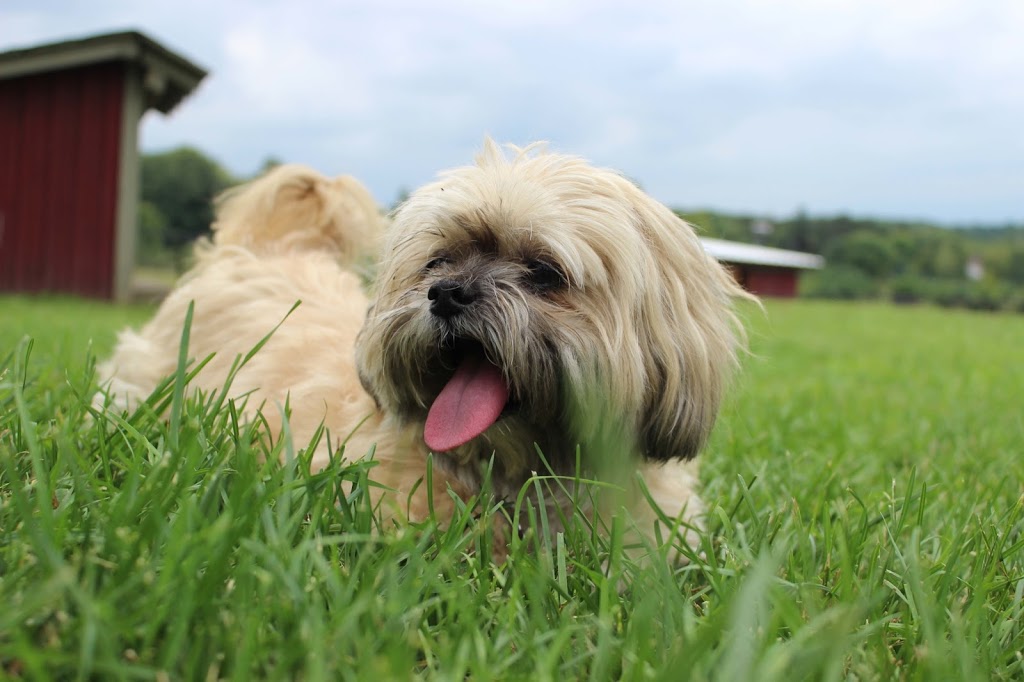 Iron Horse Boarding Kennel | 10 Subway Rd, Tiny, ON L0K 2E1, Canada | Phone: (705) 528-3206