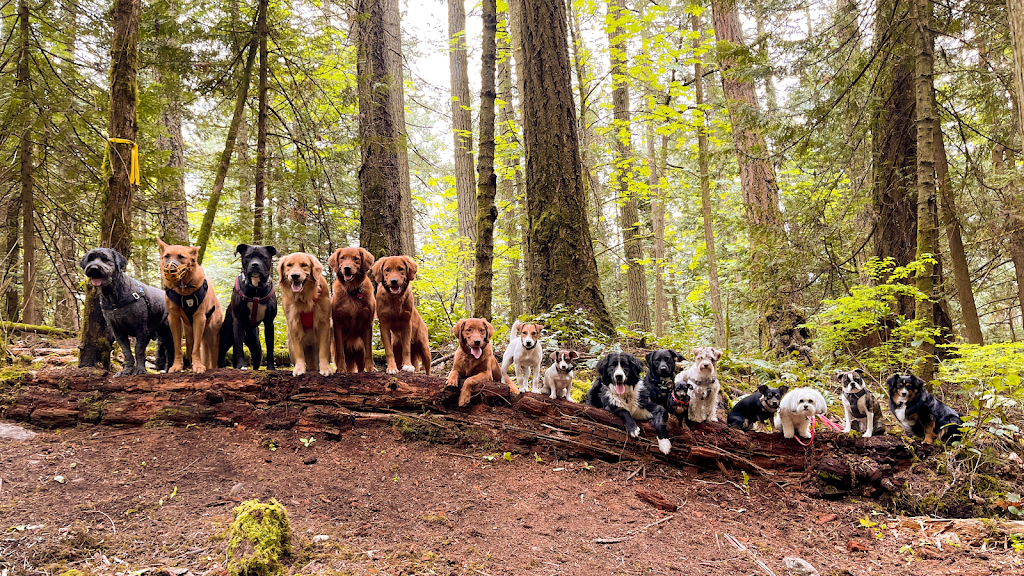 Van Island Pups | Dog Walking | Victoria, BC | 6440 W Saanich Rd, Saanichton, BC V8M 1W8, Canada | Phone: (778) 700-7782