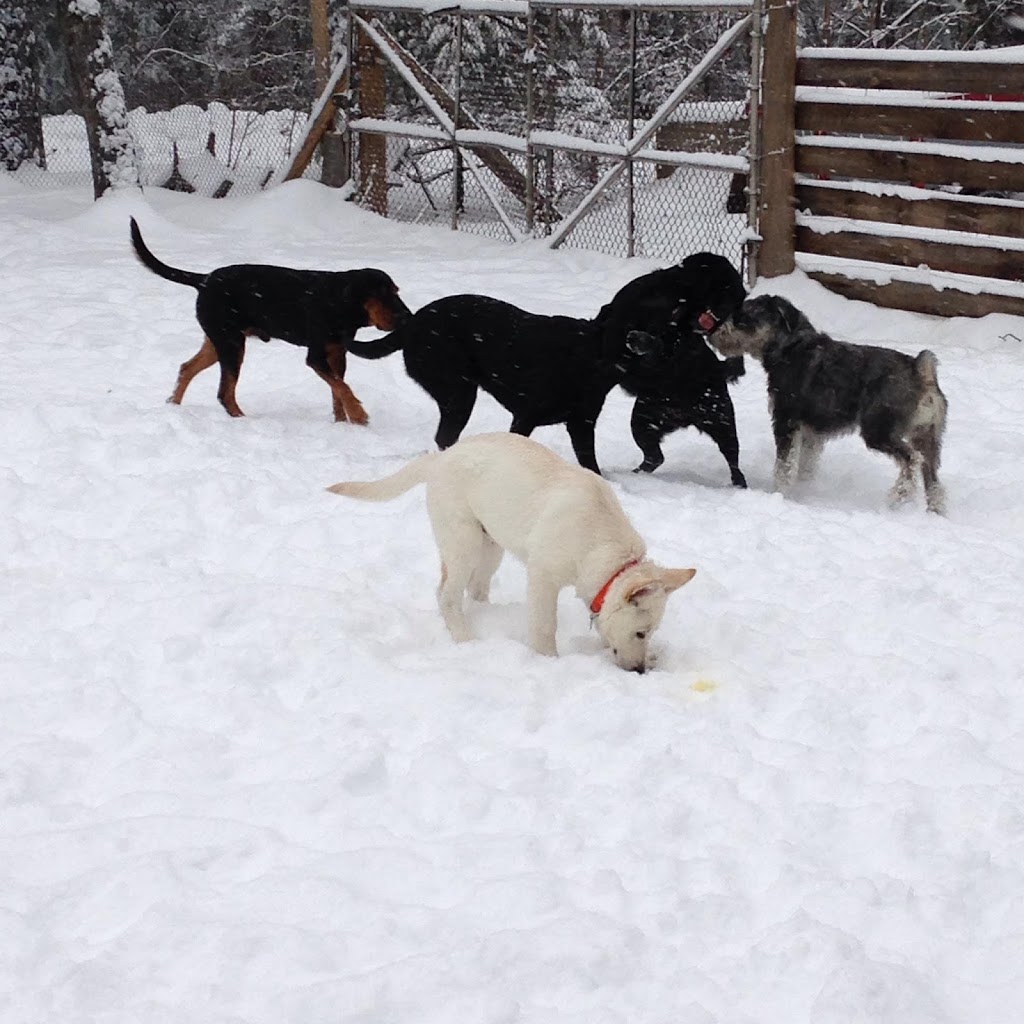 Paw Prints Forever Doggy Daycare | 2475 Fred Jones Rd, Haliburton, ON K0M 1S0, Canada | Phone: (705) 854-0468