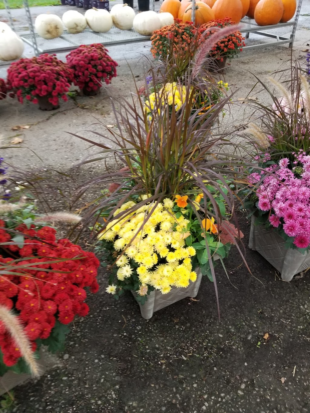 Snowball Garden Centre | 1344 Wellington St W unit 2, King City, ON L7B 1K5, Canada | Phone: (905) 727-9297