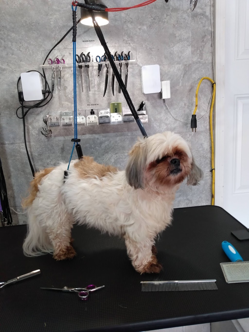 Zoom Zoom...Lets Groom! Pet Spa | 8 Cumberland St, Brantford, ON N3S 7M5, Canada | Phone: (519) 865-5045